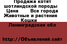 Продажа котят шотландской породы › Цена ­ - - Все города Животные и растения » Кошки   . Ленинградская обл.